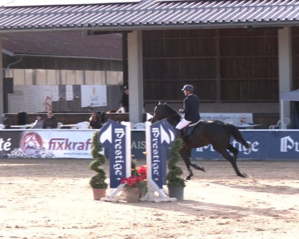 Reitturnier Ranshofen - Braunau am Inn 2024
