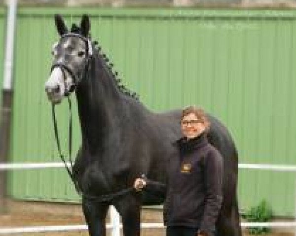 broodmare Havanna TL (Trakehner, 2012, from Tycoon)