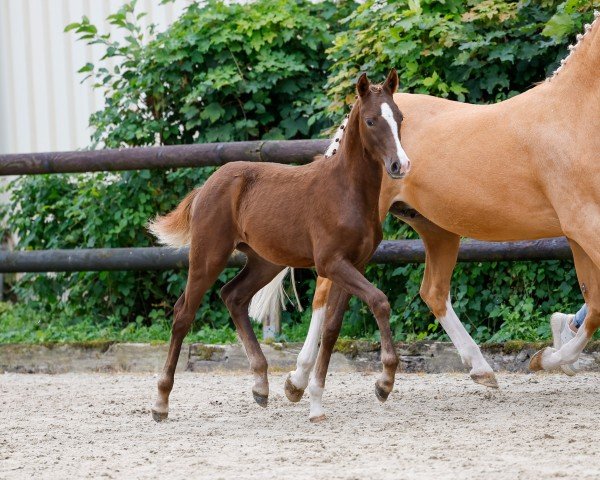 foal by New Edition G (German Riding Pony, 2024, from Fs Numero Uno)