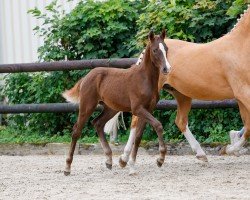 Fohlen von New Edition G (Deutsches Reitpony, 2024, von Fs Numero Uno)