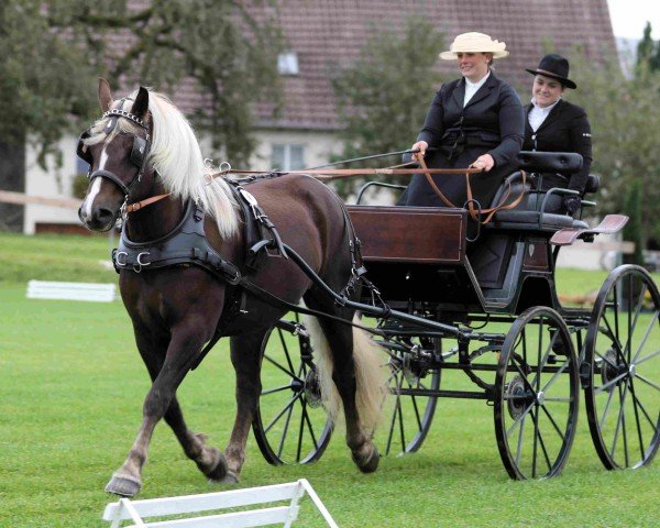 dressage horse Feine Wildrose (Black Forest Horse, 2021, from Wilano)