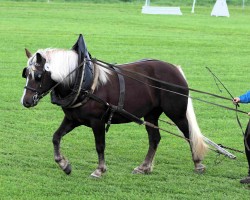 horse Feine Wildrose (Black Forest Horse, 2021, from Wilano)