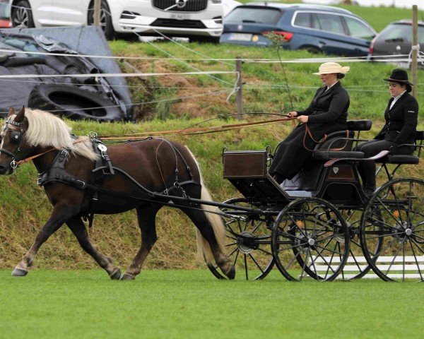 Pferd Feine Wildrose (Schwarzwälder Kaltblut, 2021, von Wilano)