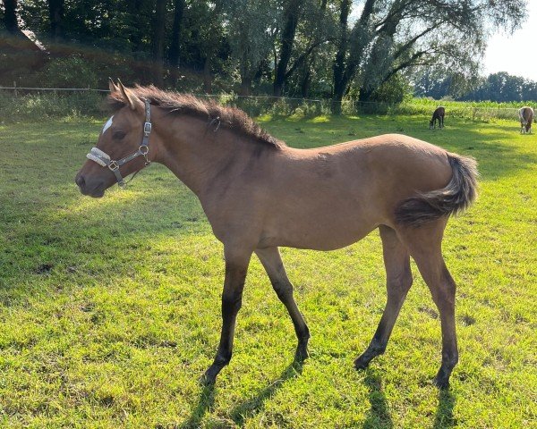 Fohlen von Golden Divas Dream G (Deutsches Reitpony, 2024, von Golden Grey NRW)