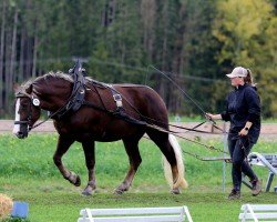 Dressurpferd Feine Dayana (Schwarzwälder Kaltblut, 2021, von Domingo)