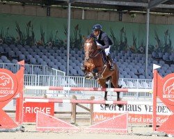 jumper Berlinko van het Keizershof (Zangersheide riding horse, 2017, from Caspar (Berlin))