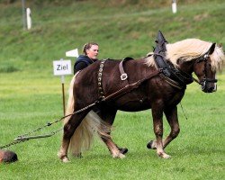 Pferd Rotgold (Schwarzwälder Kaltblut, 2021, von Roter Milan)