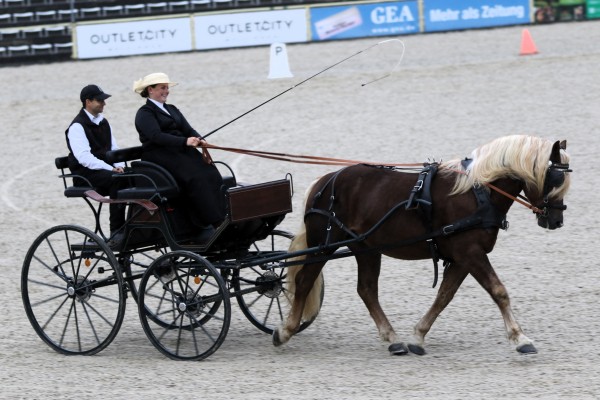 horse Rotgold (Black Forest Horse, 2021, from Roter Milan)