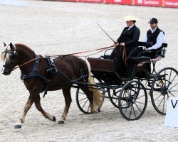 horse Rotgold (Black Forest Horse, 2021, from Roter Milan)