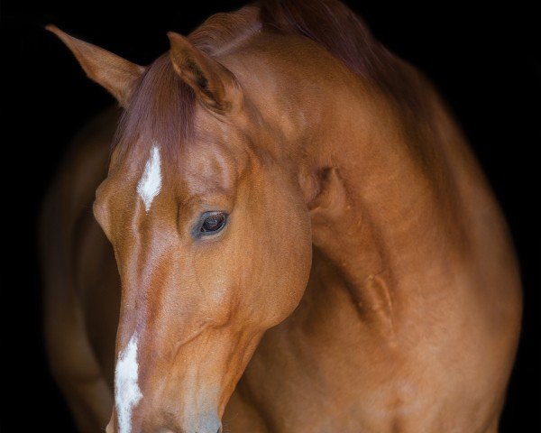 Pferd Rescator S (Deutsches Pferd, 2010, von Reflektor)