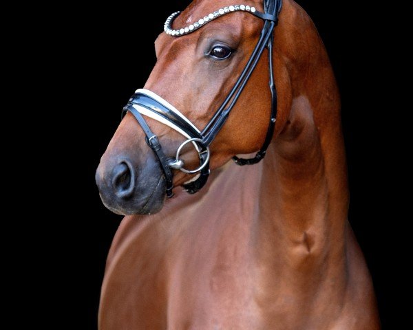 dressage horse Fürstin Amarena (German Sport Horse, 2019, from Nymphenburg's First Ampere)