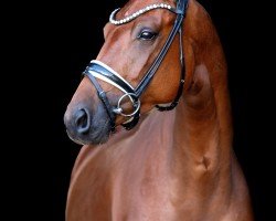 dressage horse Fürstin Amarena (German Sport Horse, 2019, from Nymphenburg's First Ampere)