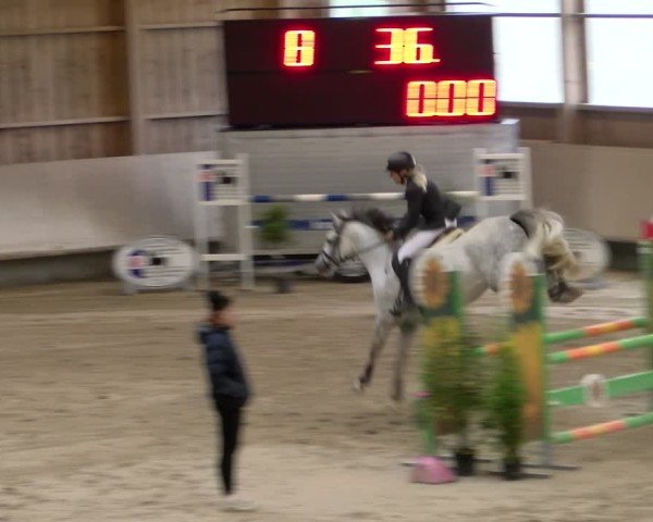 Reitturnier Winterthur 2024