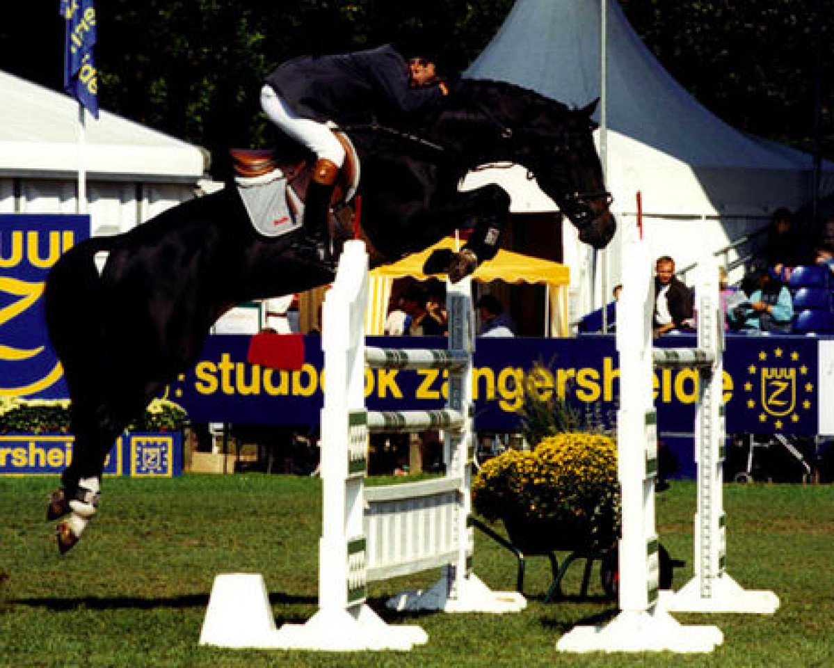 Deckhengst Oklund (KWPN (Niederländisches Warmblut), 1996, von Holland)