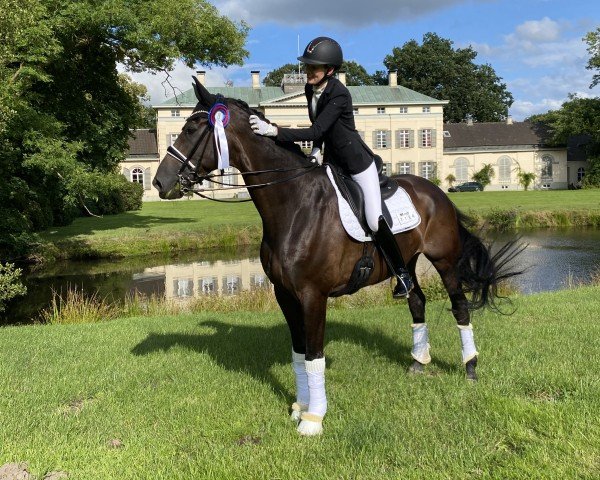 dressage horse Hot Chance (Oldenburg, 2013, from Hotline)