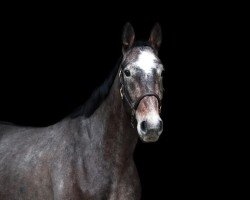 Springpferd Kapitol ZD (Holsteiner, 2018, von Kannan)