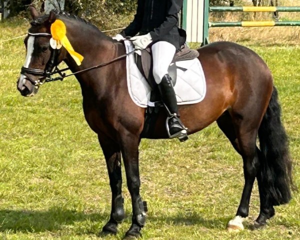 Dressurpferd Alma 126 (Welsh-Cob (Sek. C), 2017, von Dillyn Picolo)