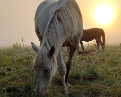 dressage horse Miss Sissippi of Soul (German Riding Pony, 2023, from César 7)