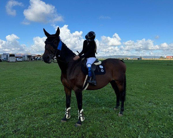 jumper Bejing (German Warmblood, 2010)