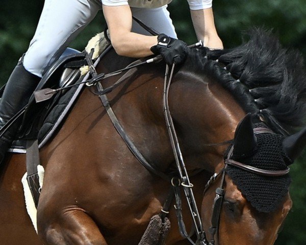 Springpferd Lucky Luck V (KWPN (Niederländisches Warmblut), 2016, von Cicero Z van Paemel)