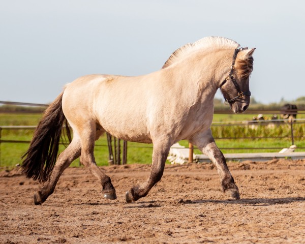 broodmare Roosjedokka (Fjord Horse, 2015, from Lyckängs Tempo)