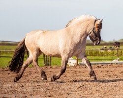 broodmare Roosjedokka (Fjord Horse, 2015, from Lyckängs Tempo)