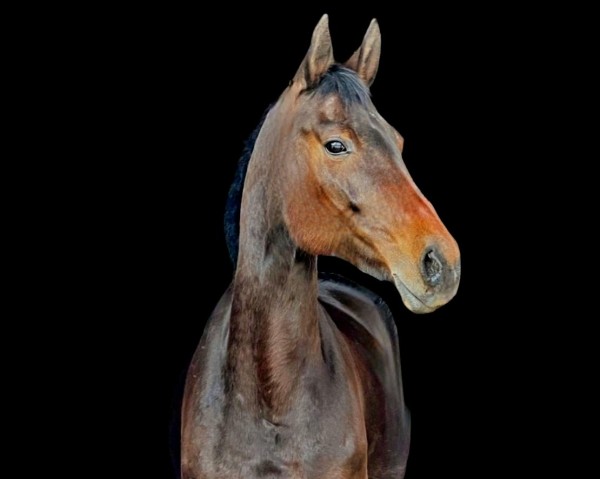 broodmare Sandica (Hanoverian, 2014, from Sandokan 290)