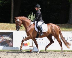 dressage horse Viviano S (Rhinelander, 2020, from Valdiviani)