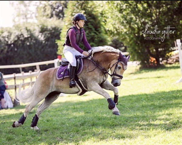 jumper Stigandi 7 (Haflinger, 2015, from liz. 350/T Stainz)