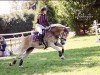 jumper Stigandi 7 (Haflinger, 2015, from liz. 350/T Stainz)