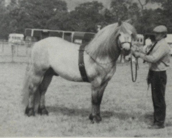 Deckhengst Macgregor of Achnacarry (Highland-Pony, 1986, von Marksman of Gleneagles)