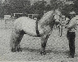 stallion Macgregor of Achnacarry (Highland Pony, 1986, from Marksman of Gleneagles)