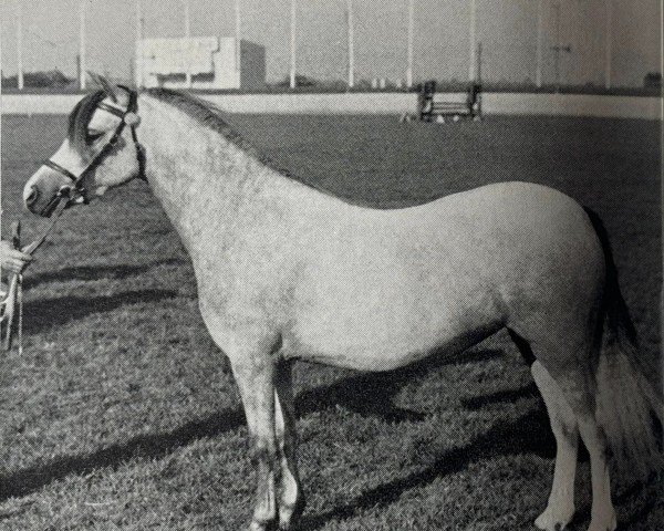 broodmare Coed Coch Tarian (Welsh mountain pony (SEK.A), 1969, from Coed Coch Saled)