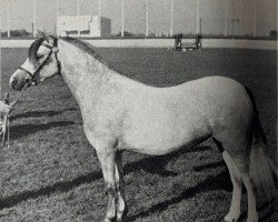 Zuchtstute Coed Coch Tarian (Welsh Mountain Pony (Sek.A), 1969, von Coed Coch Saled)