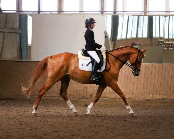 dressage horse Simley Red (Hanoverian, 2008, from Shakespeare in Love)