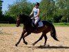 jumper Gina Ginelli (Oldenburg show jumper, 2017, from Canstakko)