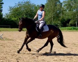 jumper Gina Ginelli (Oldenburg show jumper, 2017, from Canstakko)