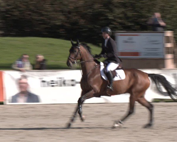 Reitturnier Westergellersen 2024