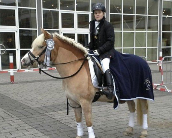 dressage horse Montana Summer (Haflinger, 2008, from Antwerp (12,5% ox))