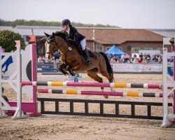 broodmare Little Miss Muffet (German Riding Pony, 2004, from Little Angel)