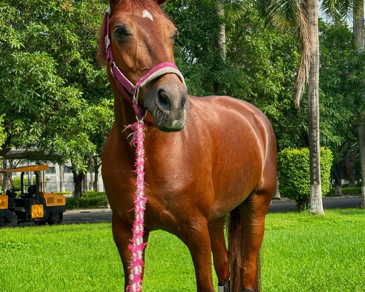broodmare Fiomena M (Oldenburg, 2010, from Fürst Fugger)