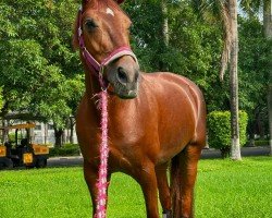 dressage horse Fiomena M (Oldenburger, 2010, from Fürst Fugger)