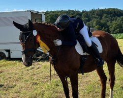 dressage horse Mamamia 4 (Hanoverian, 2005, from Margue H)