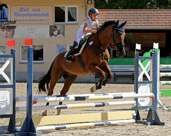 jumper Noah (German Sport Horse, 2003, from Noblissimo)