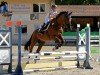 jumper Noah (German Sport Horse, 2003, from Noblissimo)