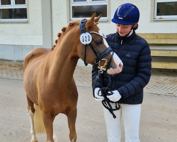 horse Keulse Hoeve's Dax (Welsh-Pony (Section B), 2020, from Waxwing Eye Catcher)