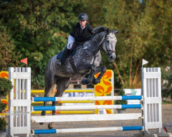 jumper Levistona MW (German Sport Horse, 2018, from Levisto Z)