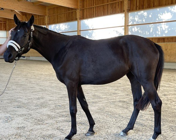 dressage horse Florentine (German Sport Horse, 2022, from Marburg's Floricello OLD)