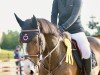 jumper Kammerherre Gaardens Luxus (Danish Warmblood, 2015, from Stakkato Gold)