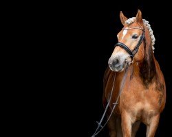 horse Vivi la Belle (Haflinger, 2011, from Wienerart)